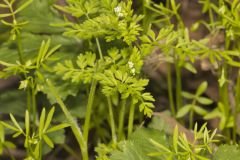 Spreading Chervil, Chaerophyllum procumbens