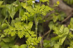 Spreading Chervil, Chaerophyllum procumbens