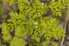 Spreading Chervil, Chaerophyllum procumbens