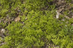 Spreading Chervil, Chaerophyllum procumbens