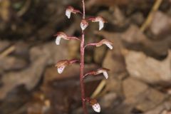 Spring Coralroot, Corallorhiza wisteriana