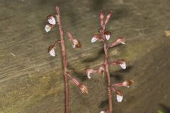 Spring Coralroot, Corallorhiza wisteriana