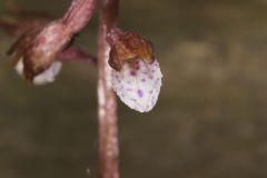 Spring Coralroot, Corallorhiza wisteriana