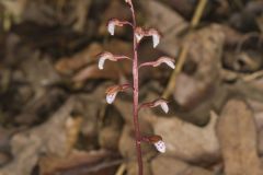 Spring Coralroot, Corallorhiza wisteriana