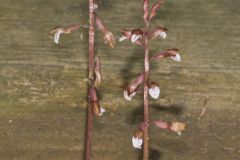 Spring Coralroot, Corallorhiza wisteriana