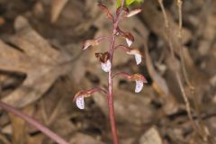 Spring Coralroot, Corallorhiza wisteriana