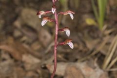 Spring Coralroot, Corallorhiza wisteriana