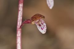 Spring Coralroot, Corallorhiza wisteriana