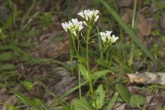 Spring Cress, Cardamine bulbosa