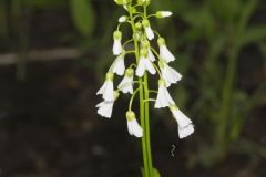 Spring Cress, Cardamine bulbosa