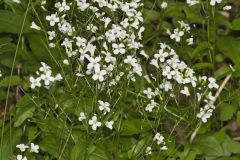 Spring Cress, Cardamine bulbosa