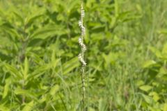 Spring Ladies' Tresses, Spiranthes vernalis