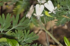 Squirrel Corn, Dicentra canadensis