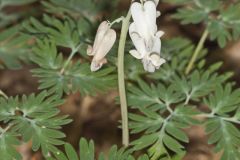 Squirrel Corn, Dicentra canadensis