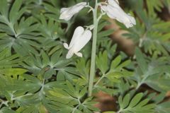 Squirrel Corn, Dicentra canadensis