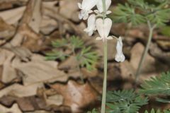 Squirrel Corn, Dicentra canadensis