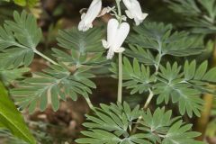 Squirrel Corn, Dicentra canadensis