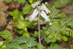 Squirrel Corn, Dicentra canadensis