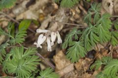 Squirrel Corn, Dicentra canadensis