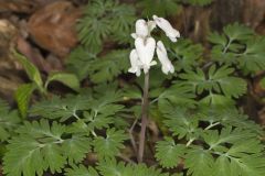 Squirrel Corn, Dicentra canadensis