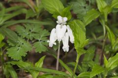 Squirrel Corn, Dicentra canadensis