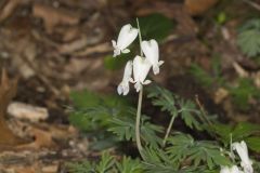 Squirrel Corn, Dicentra canadensis