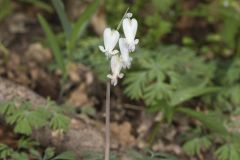 Squirrel Corn, Dicentra canadensis