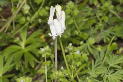 Squirrel Corn, Dicentra canadensis