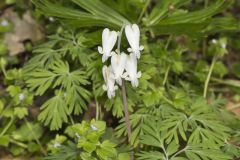 Squirrel Corn, Dicentra canadensis