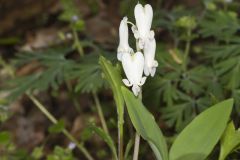 Squirrel Corn, Dicentra canadensis