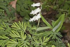 Squirrel Corn, Dicentra canadensis