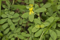 St. Andrews Cross, Hypericum hypericoides