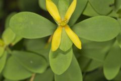 St. Andrews Cross, Hypericum hypericoides