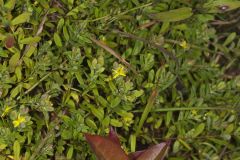 St. Andrews Cross, Hypericum hypericoides