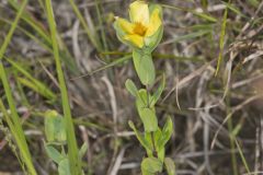 St.Peterswort, Hypericum crux-andreae