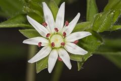 Star Chickweed, Stellaria pubera
