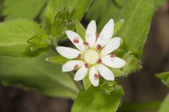 Star Chickweed, Stellaria pubera