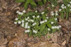 Star Chickweed, Stellaria pubera