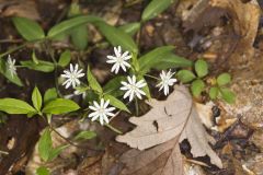 Star Chickweed, Stellaria pubera