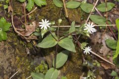 Star Chickweed, Stellaria pubera