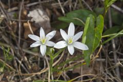 Star of Bethlehem, Ornithogalum umbellatum