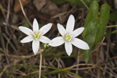 Star of Bethlehem, Ornithogalum umbellatum