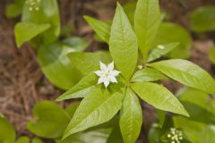 Starflower, Trientalis borealis