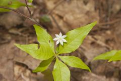 Starflower, Trientalis borealis