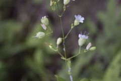 Starry Campion, Silene stellata