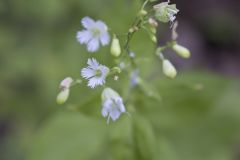 Starry Campion, Silene stellata