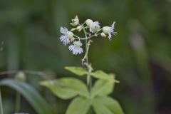 Starry Campion, Silene stellata