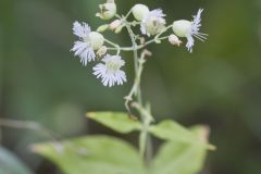 Starry Campion, Silene stellata