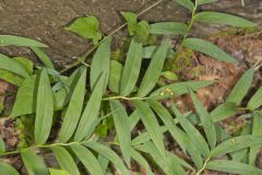 Starry False Solomon's Seal, Smilacina stellata