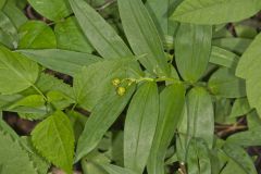 Starry False Solomon's Seal, Smilacina stellata